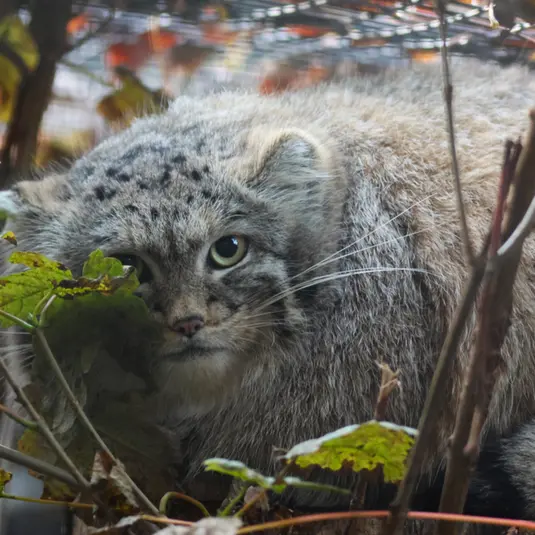 グダニスク動物園のアルタイの写真