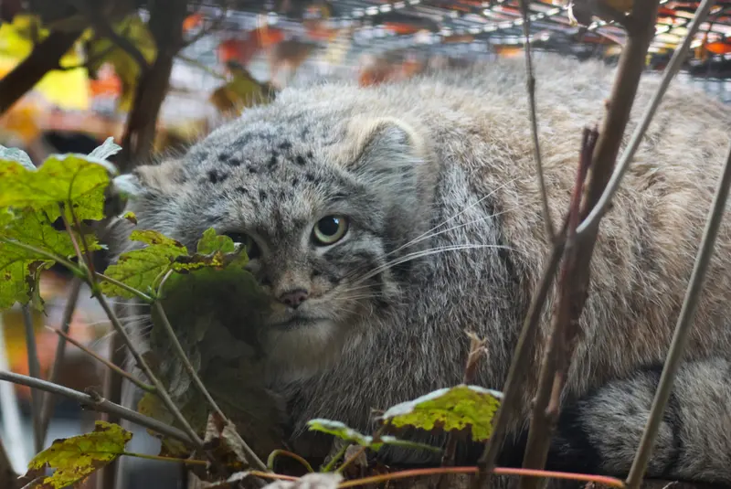 グダニスク動物園のアルタイの写真