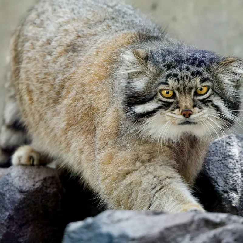 旭山動物園のグルーシャの写真