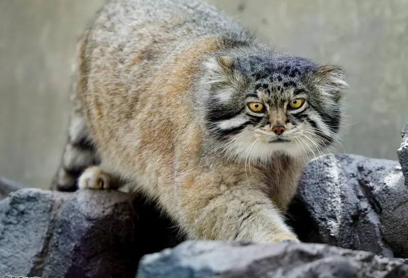 旭山動物園のグルーシャの写真