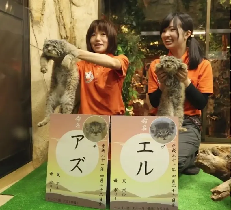 マヌルネコの写真