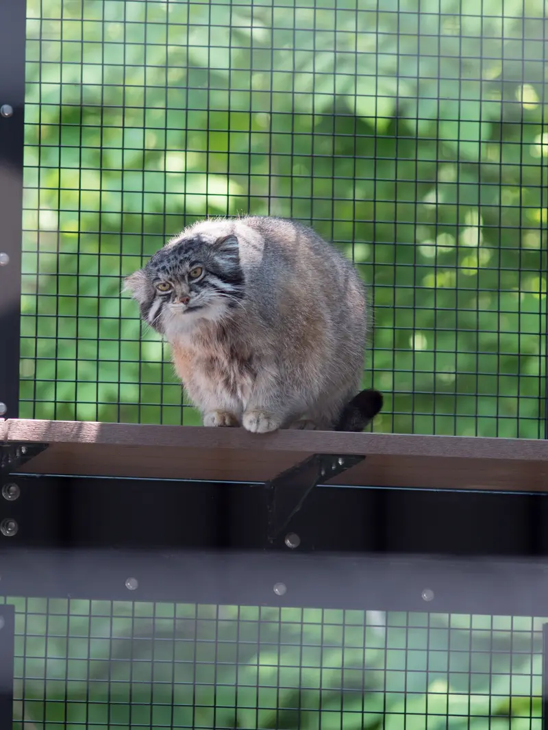 旭山動物園のグルーシャの写真