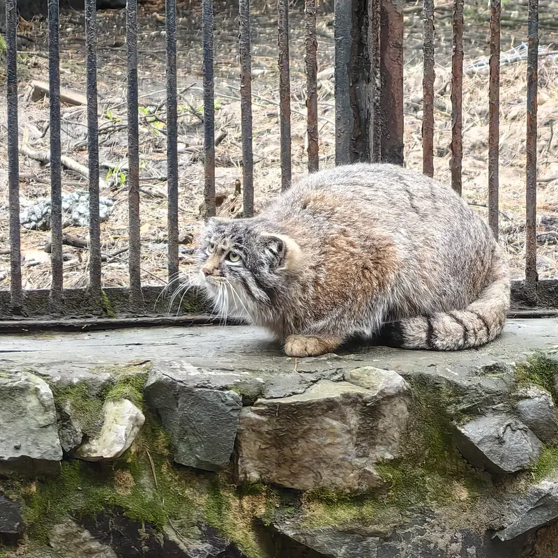 ノヴォシビルスク動物園のグレイの写真