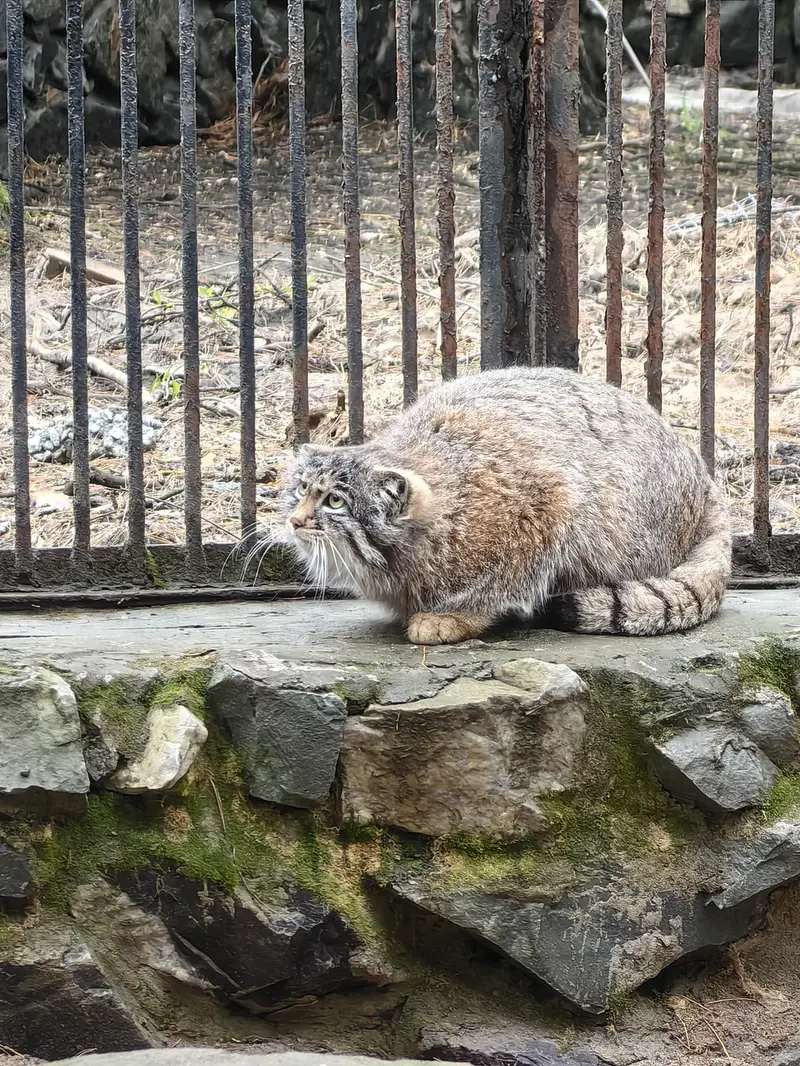 ノヴォシビルスク動物園のグレイの写真