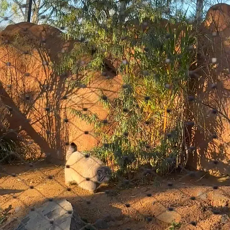 プラハ動物園のマヌルネコの写真