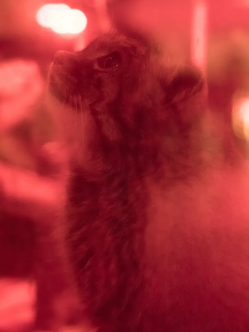 恩賜上野動物園のナイマの写真