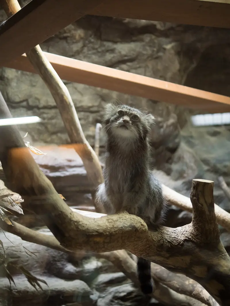 恩賜上野動物園のクリョンの写真