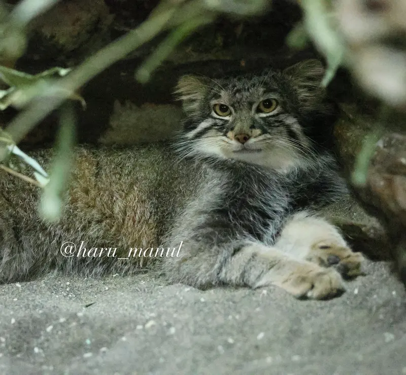 恩賜上野動物園のフィーガの写真