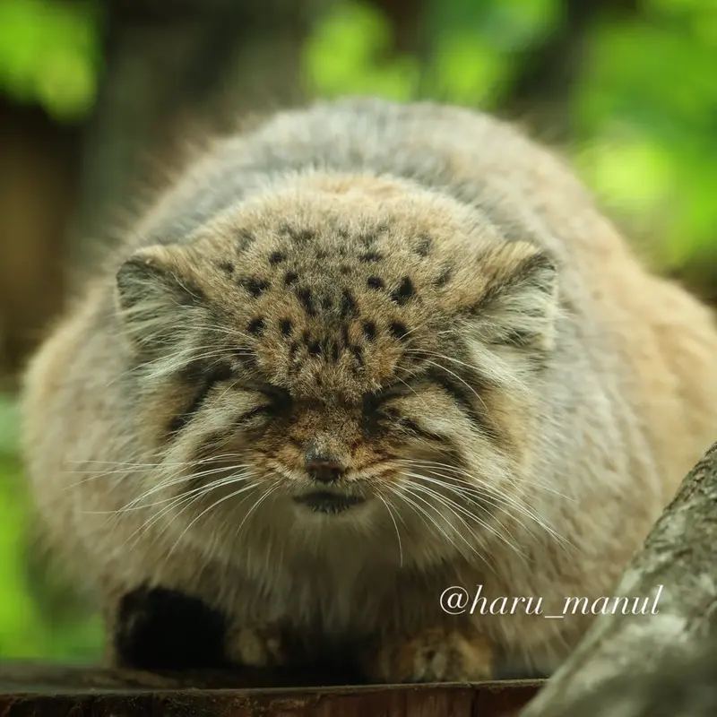 那須どうぶつ王国のボルの写真