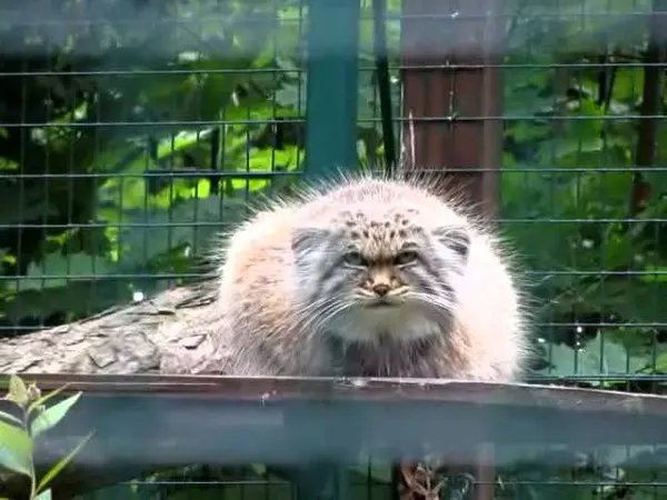 デッサウ動物園のマンニの動画
