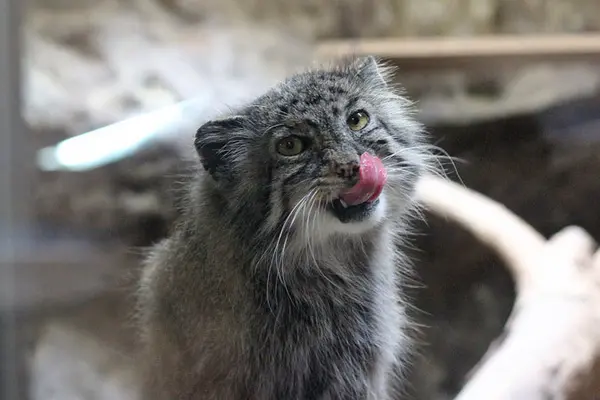 恩賜上野動物園のユスの写真