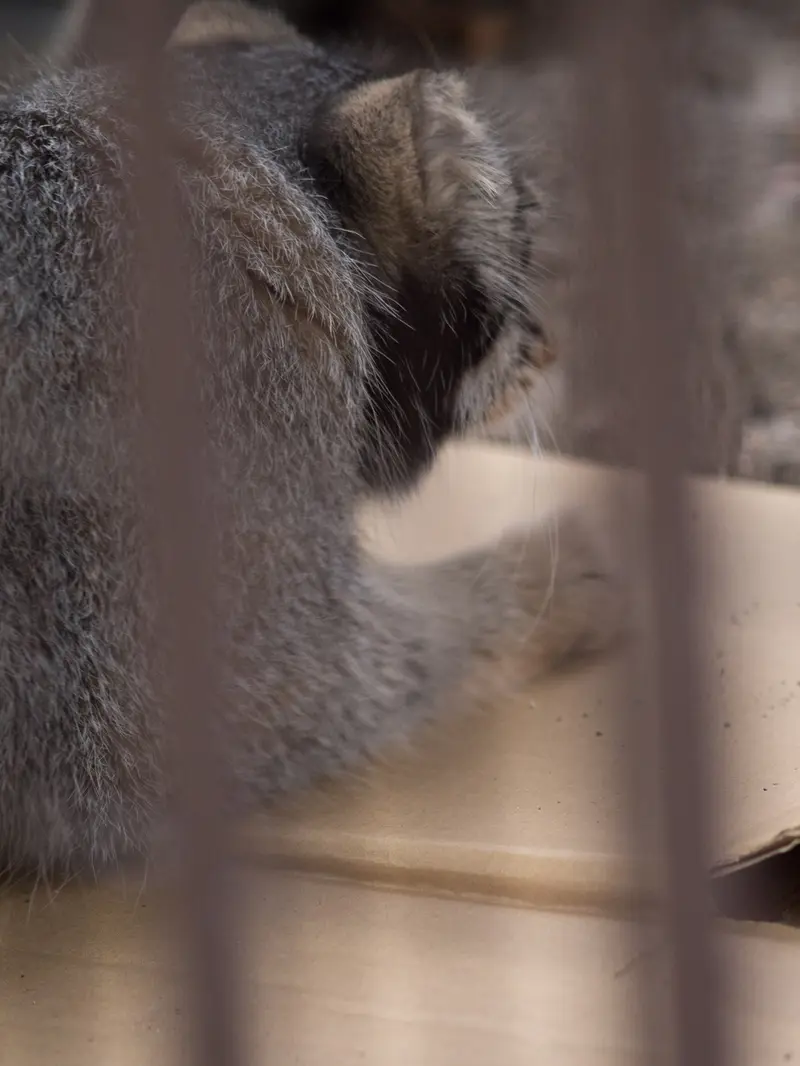 野毛山動物園のフィーガの写真