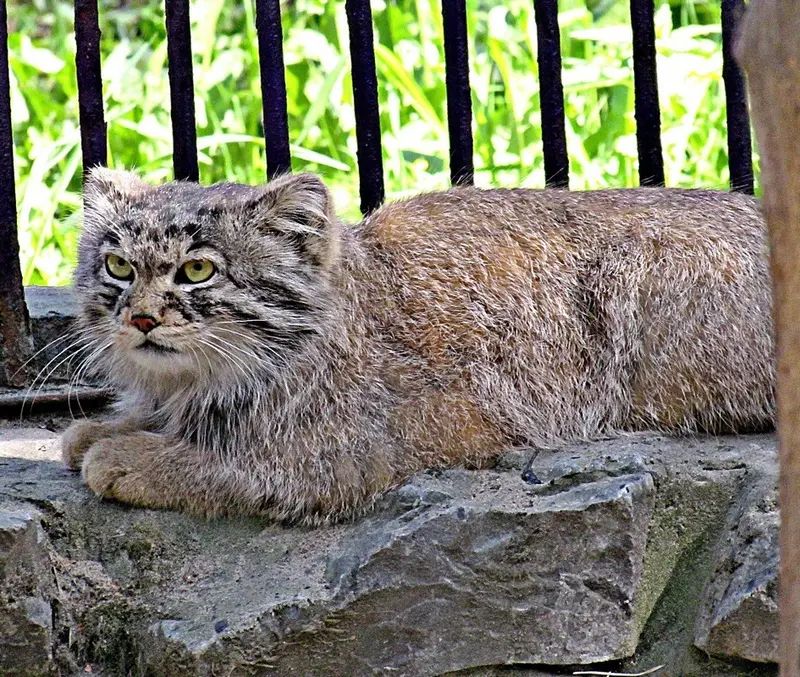 ノヴォシビルスク動物園のマヌルネコの写真