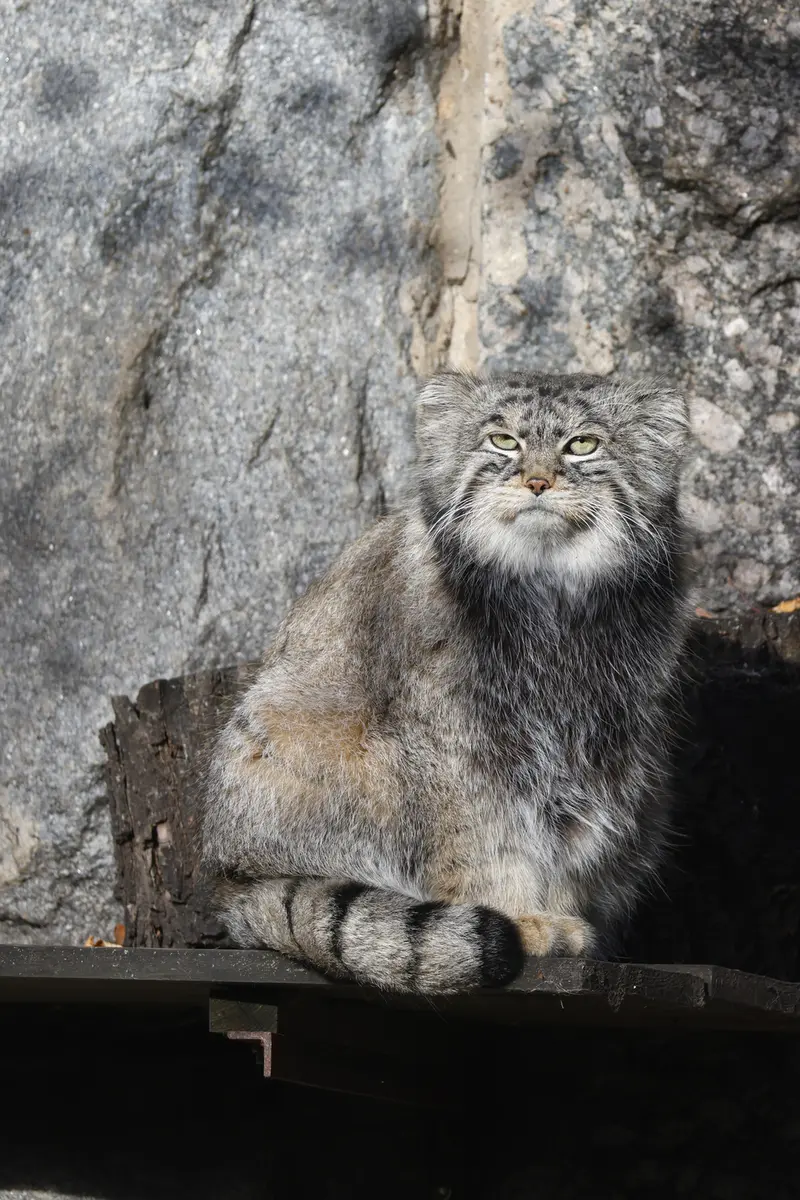 モスクワ動物園のティモフェイの写真