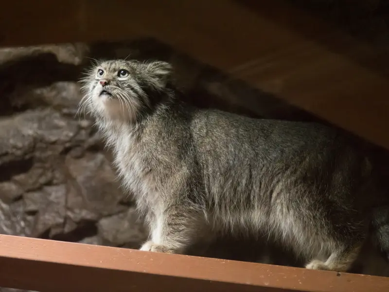 恩賜上野動物園のクリョンの写真