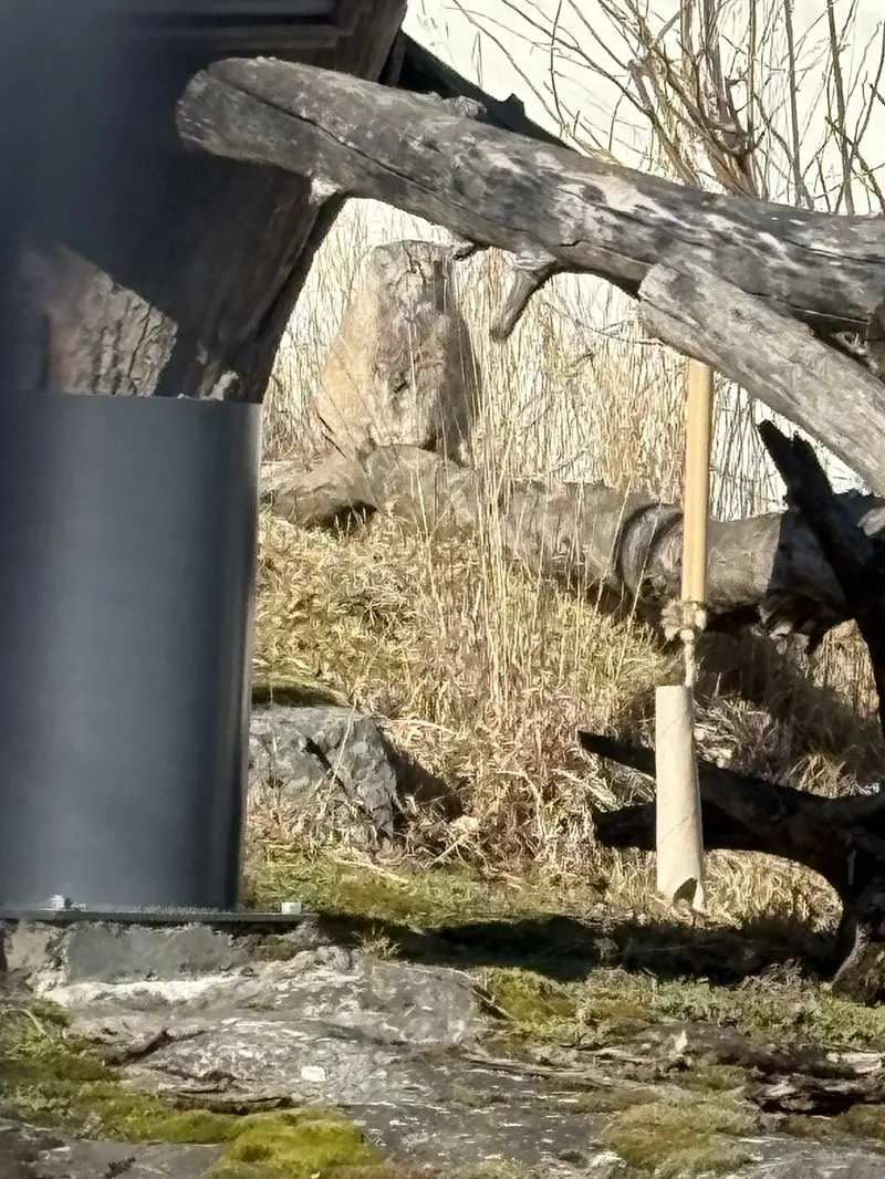 コルケアサーリ動物園のミミの写真