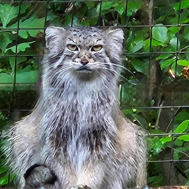 スミソニアン国立動物園のセバの写真