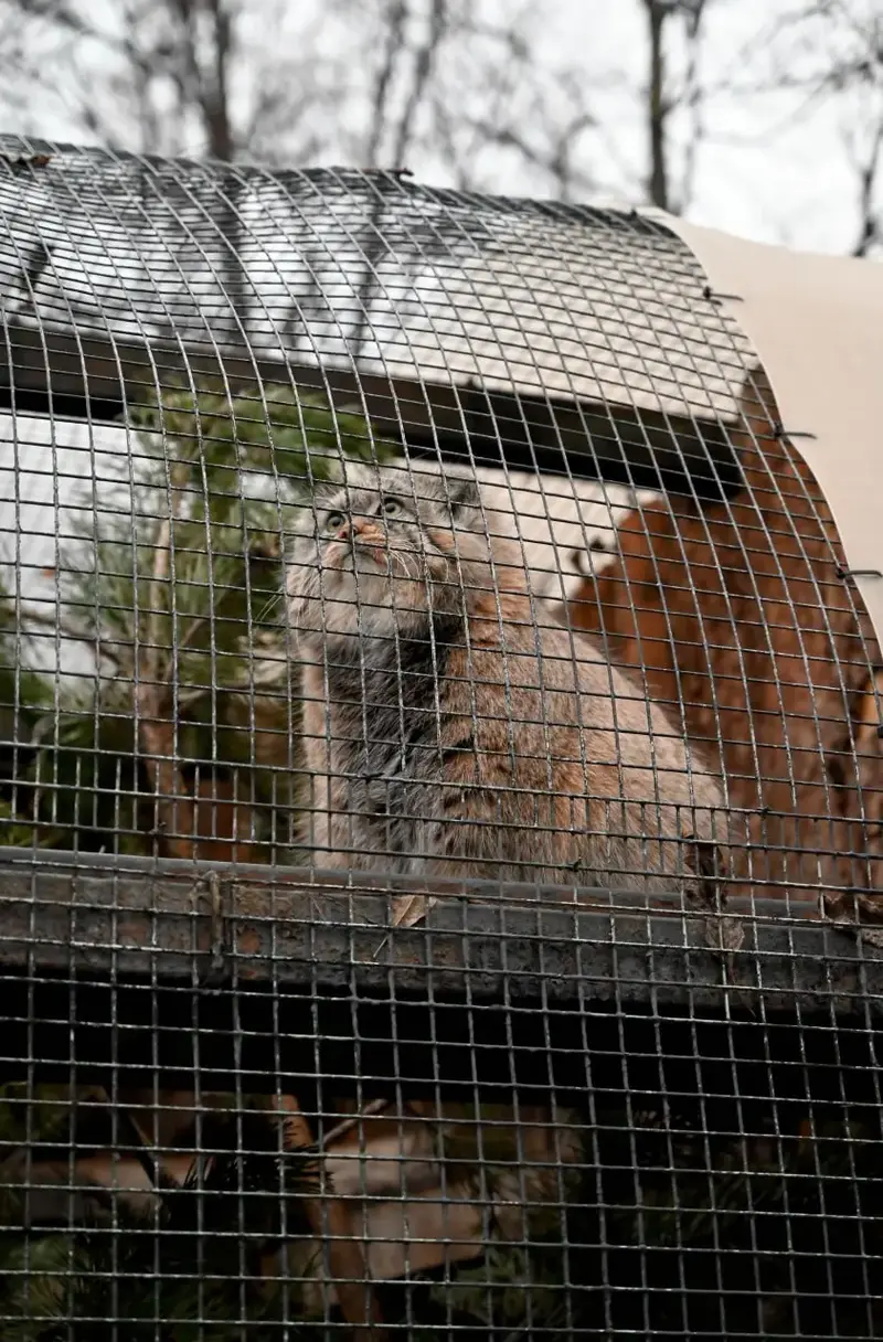 レニングラード動物園のシューの写真