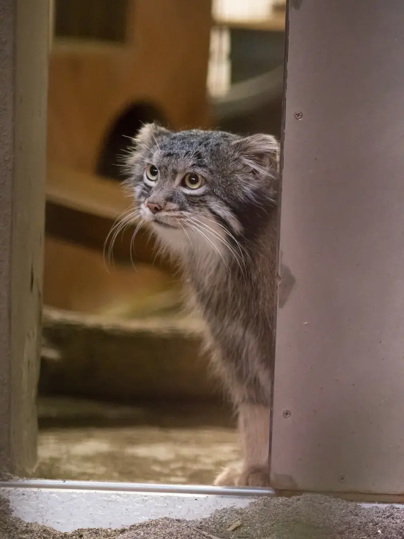 野毛山動物園のフィーガの写真