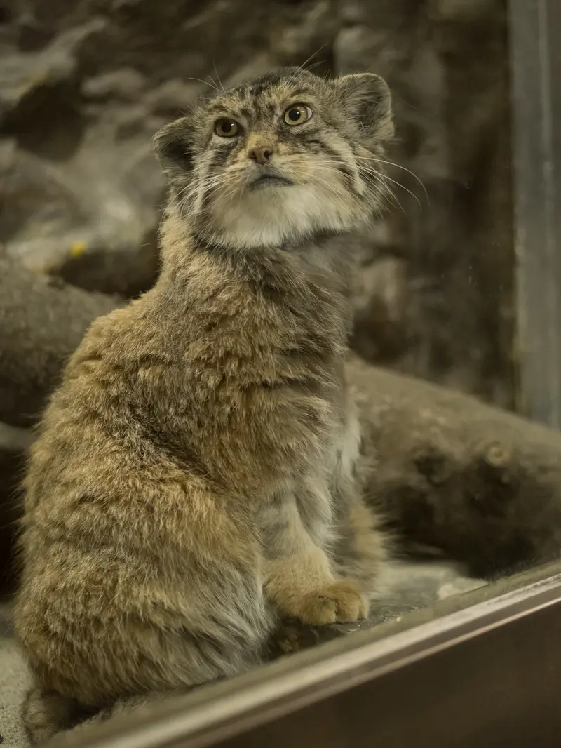 恩賜上野動物園のプリームラの写真