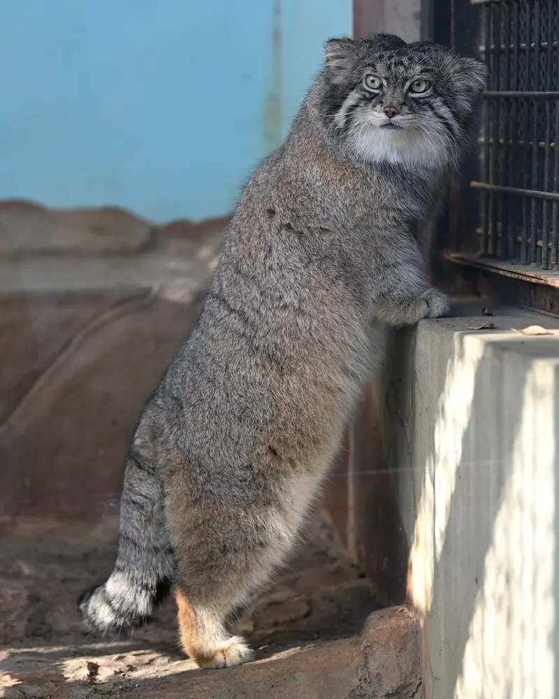 神戸市立王子動物園のイーリスの写真