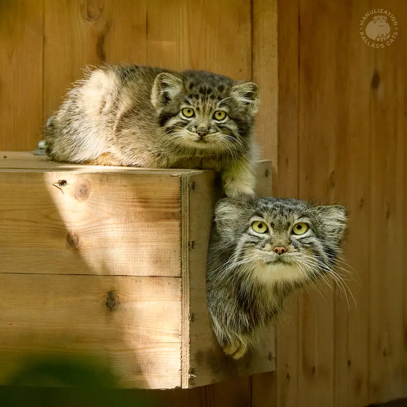 ノヴォシビルスク動物園のスネジンカとカトゥンの写真