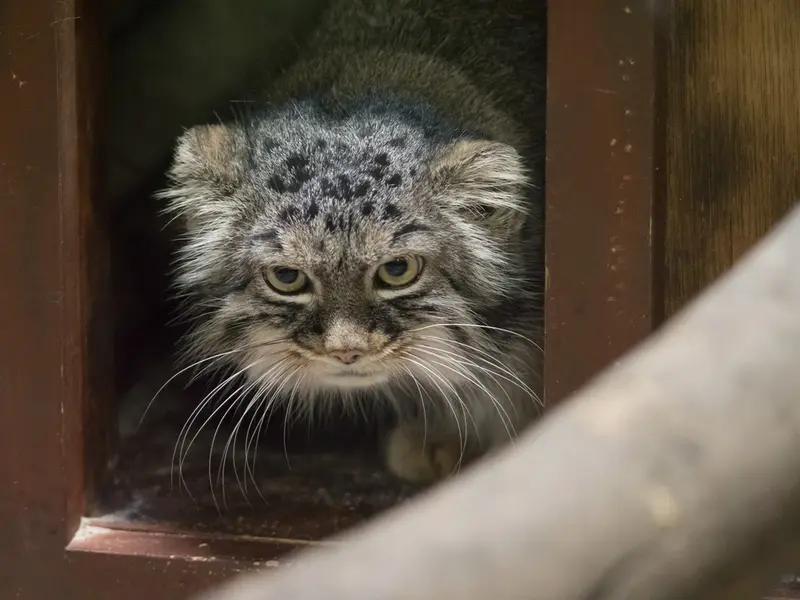 恩賜上野動物園のサフランの写真