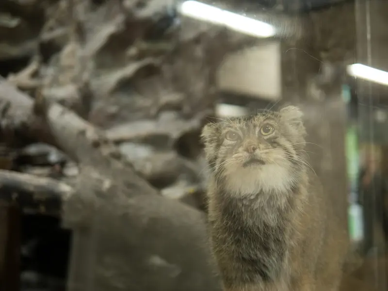 恩賜上野動物園のプリームラの写真