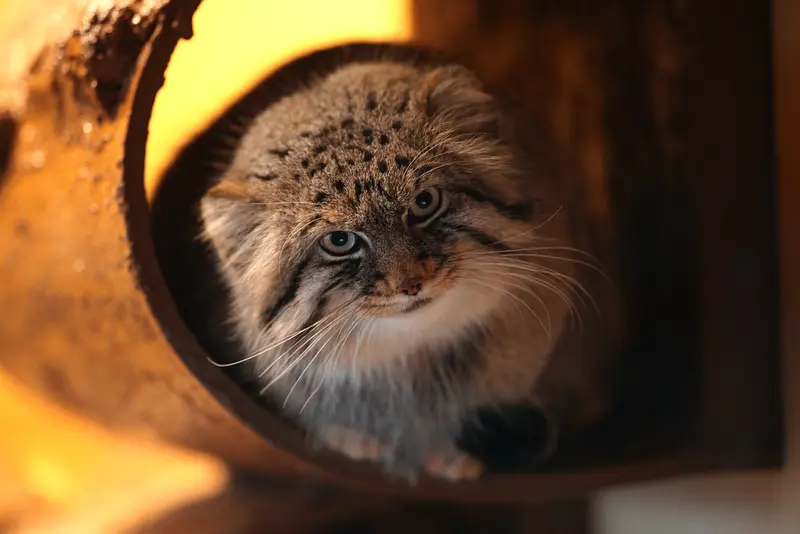 旭山動物園のロータスの写真