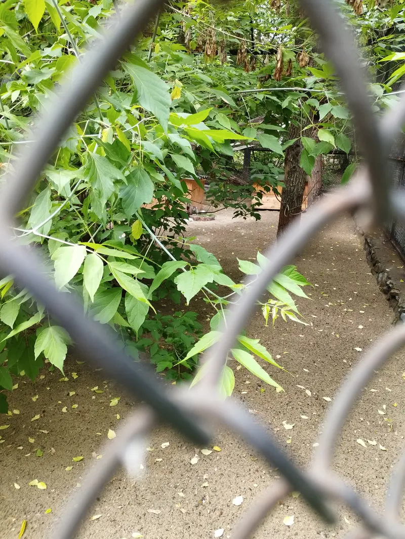 ノヴォシビルスク動物園のマヌルネコの写真