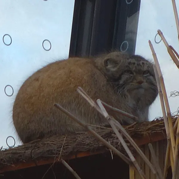 プラハ動物園のスパイの写真