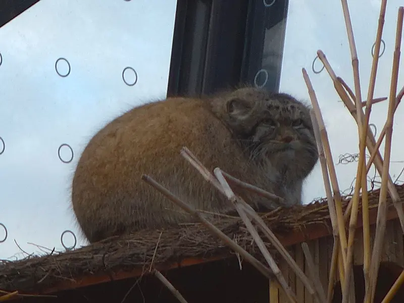 プラハ動物園のスパイの写真
