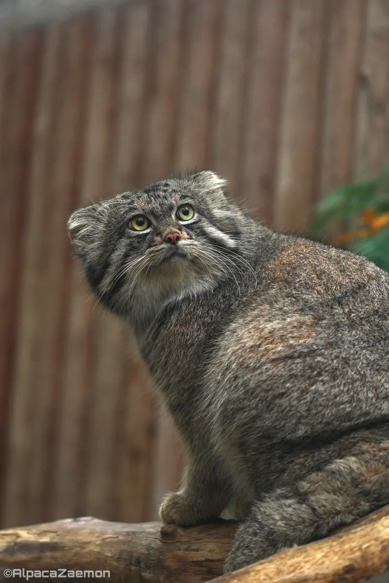 神戸どうぶつ王国のナルの写真
