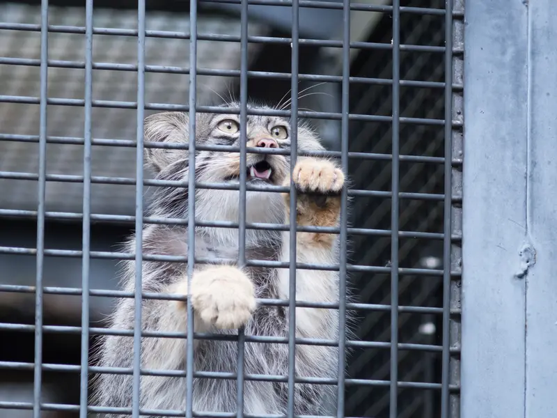 旭山動物園のヒデの写真