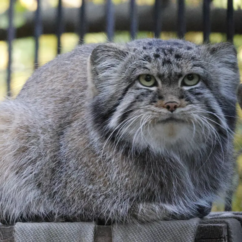 ノヴォシビルスク動物園のシルヴェスターの写真