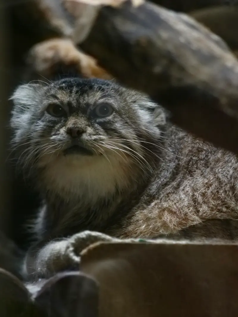 恩賜上野動物園のプリームラの写真