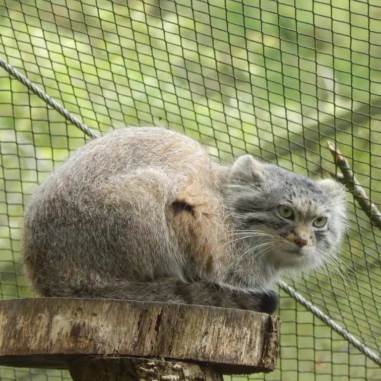 トレゴムール動物園のアルタイの写真