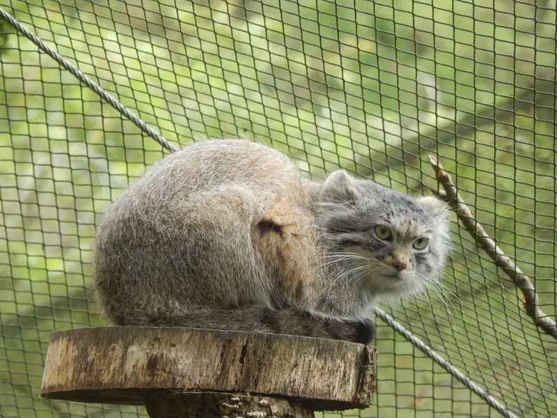 トレゴムール動物園のアルタイの写真