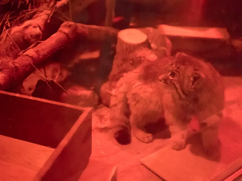 恩賜上野動物園のナイマの写真