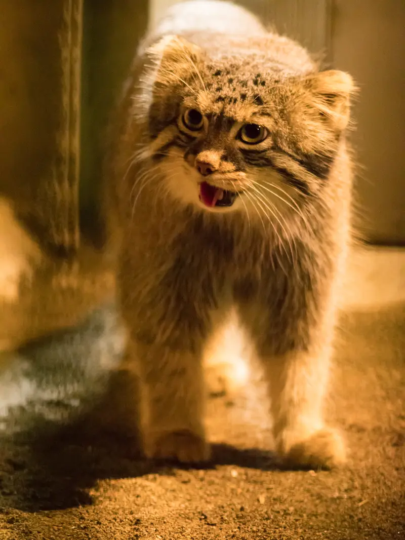 野毛山動物園のフィーガの写真
