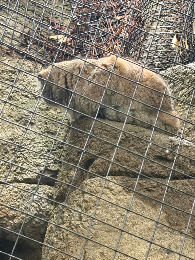 シンシナティ動物園のムーシューの写真