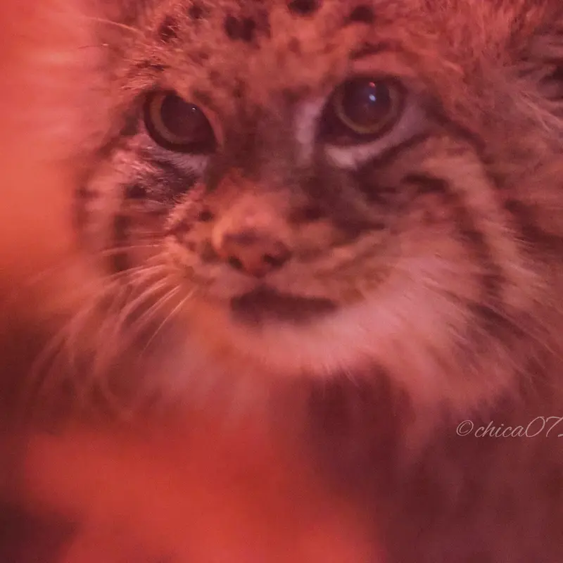 恩賜上野動物園のナイマの写真