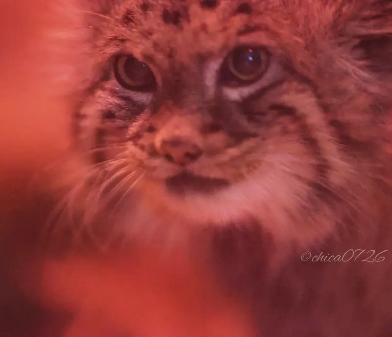 恩賜上野動物園のナイマの写真