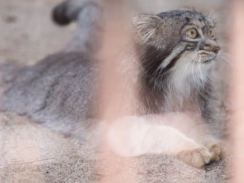 野毛山動物園のフィーガの写真