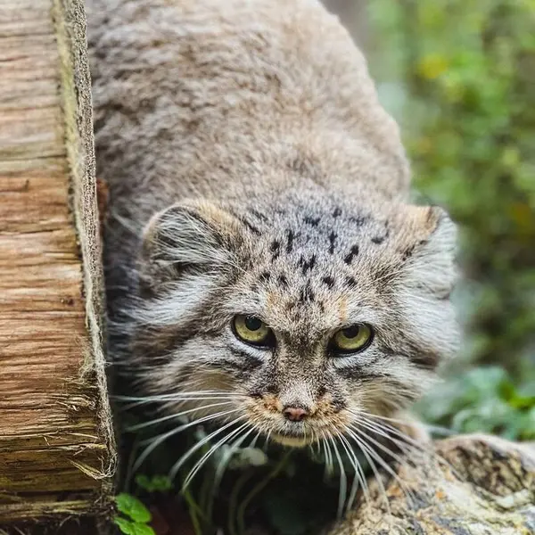 ヴロツワフ動物園のマヌルネコの写真