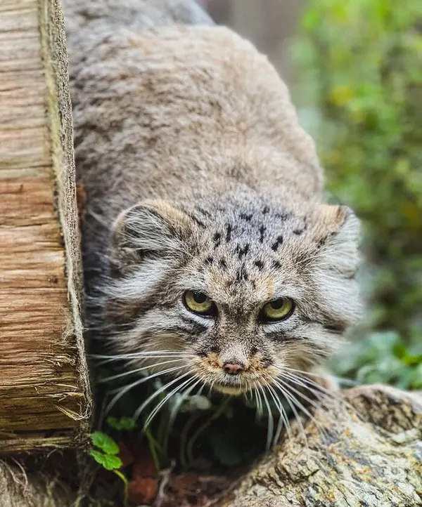 ヴロツワフ動物園のマヌルネコの写真