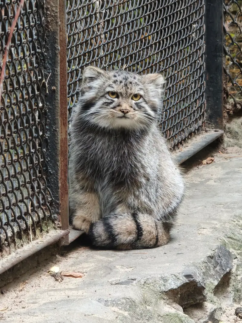 ノヴォシビルスク動物園のマヌルネコの写真
