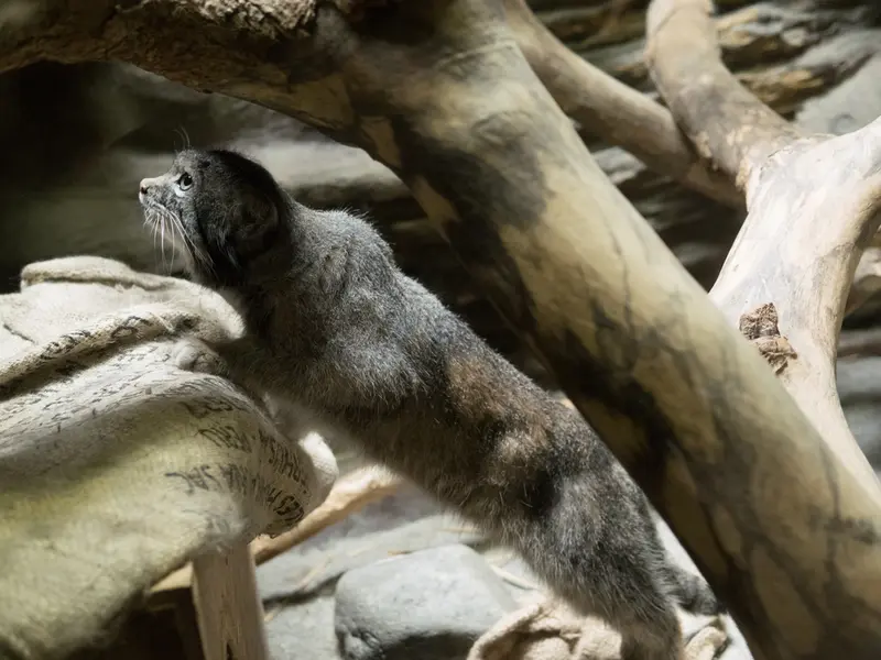 恩賜上野動物園のクリョンの写真