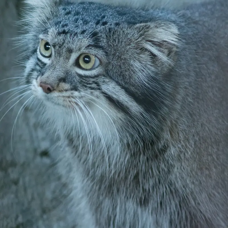 野毛山動物園のフィーガの写真