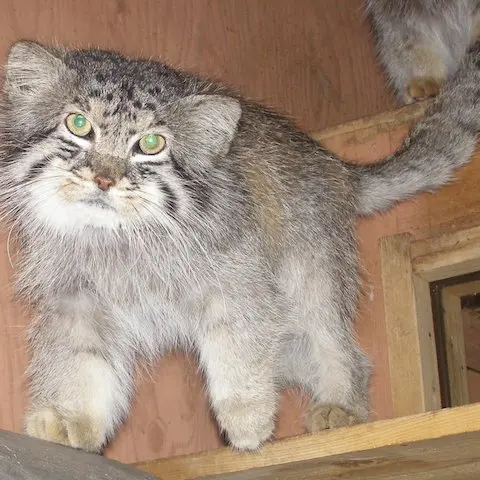 埼玉県こども動物自然公園のオスカーの写真